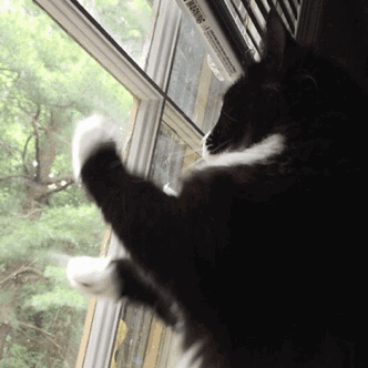 Chat animé Mavrik Services